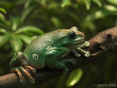 Tree Frog 1 